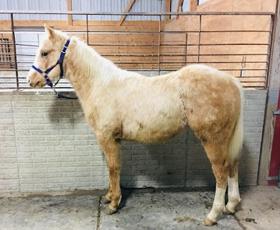 Rocking N Ranch Registered Border Collies, Labradors & Quarter Horses