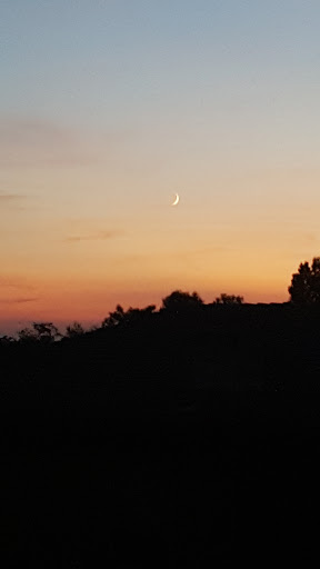 ALDER di A. Mazzolino