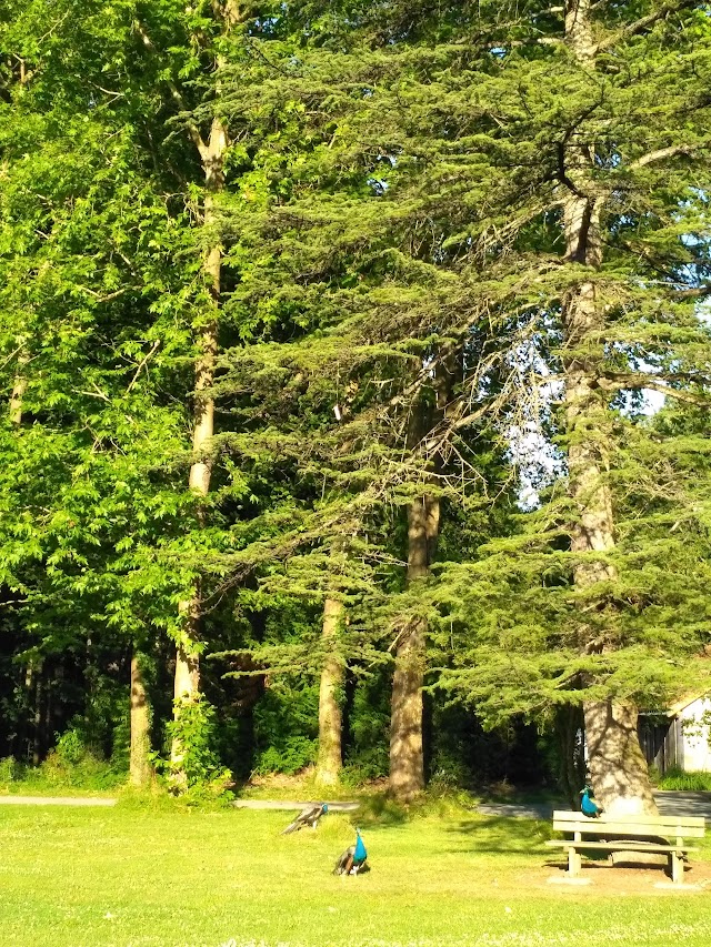 Bois des Hâtes