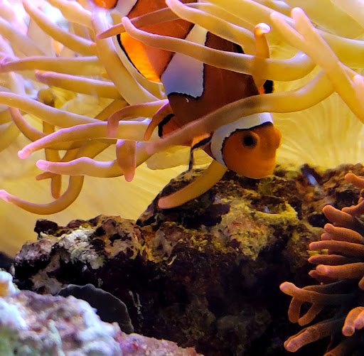 Island Pet Center - Thumbnail