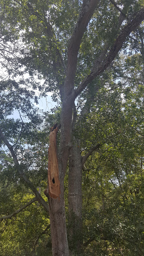 Andrew's Tree Service Gallery - United States