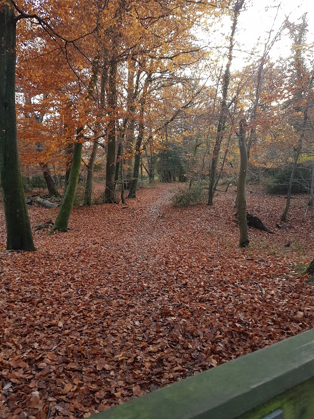 Burnham Beeches