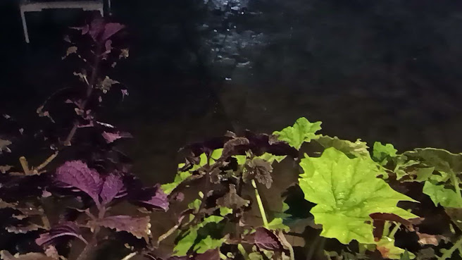 Radisson Blu Mammy Yoko Hotel, Freetown by null