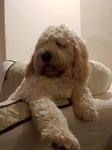 Oh My Dog Needs Grooming - Thumbnail
