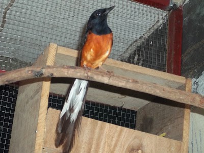 Photos of BAROKAH Peternak Burung