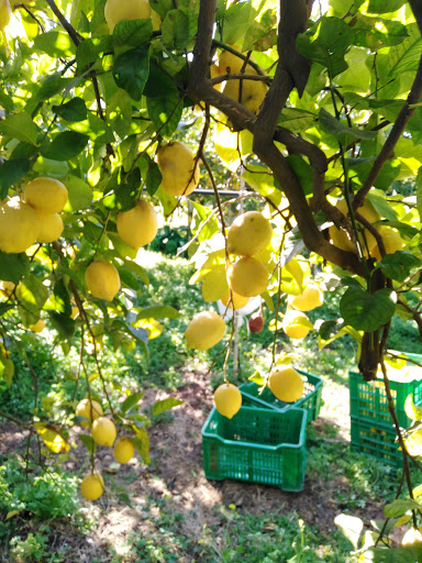 Agridipietro | Irrigazione - Fitofarmacia - Giardinaggio - Thumbnail