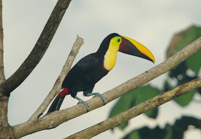 Photos of Punta Marenco Lodge