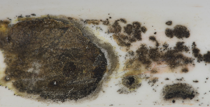 Mold Remediation Pros photo