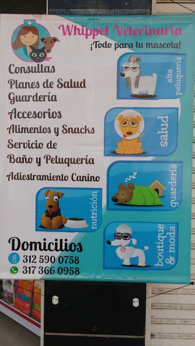 Photos of Whippet Veterinaria