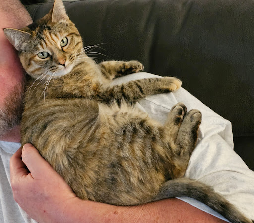 Poof Pets - Thumbnail