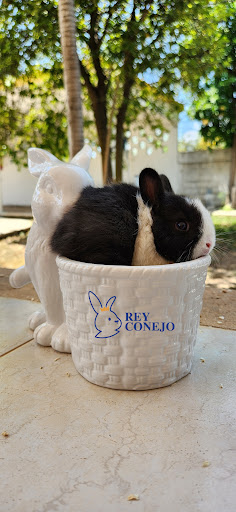 Rey Conejo - Thumbnail