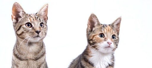 Pretty Litter - Thumbnail