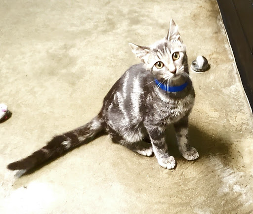Greenville Humane Society - Thumbnail