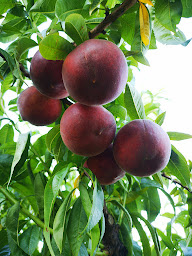 Photo n°2 de Fruits et Légumes, Au Chalet à Puycornet (Magasin)