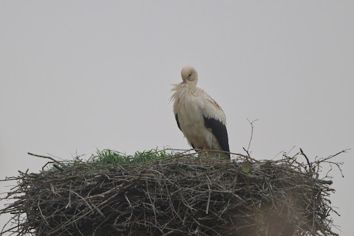 Storchennest Gorleben