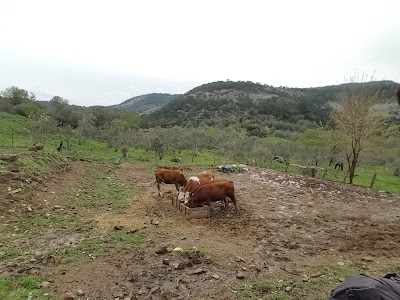 Arıklı köyütaş cafe kahvaltı