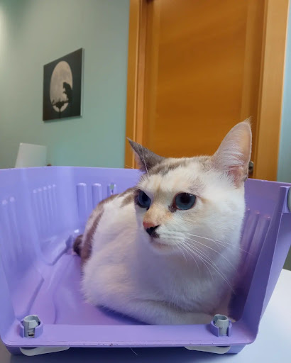 Centro Veterinario Siete Vidas