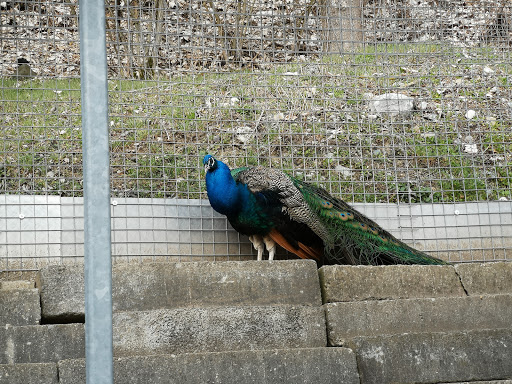 Kleintierzoo Ravensburg