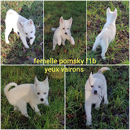 Photo n°22 de Les Louveteaux D'ANGE&ROSS à Le Loroux (Éleveur de chiens)