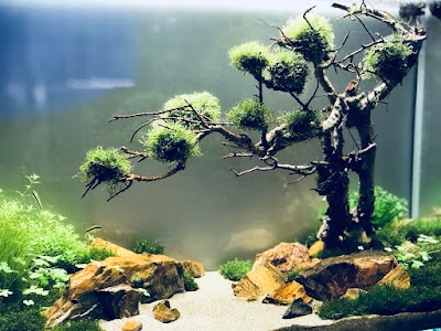 墨耘水草造景 Hsinchu County Taiwan 6 963 305 259