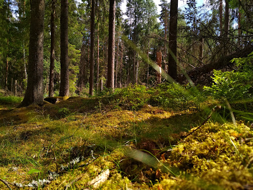 Markaskogen - Visual