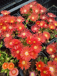 Photo n°6 de Collections Botaniques à Mézières-lez-Cléry (Pépinière)