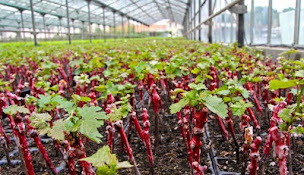 Photo n°11 de sasgarriguesprestations à Saint-Gilles (Établissement vinicole)