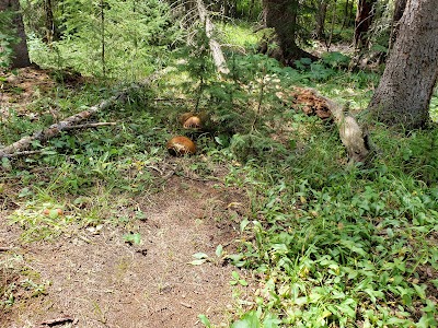 Warm Creek Picnic Area