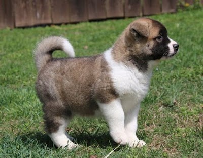 Akita Inu Puppies Home