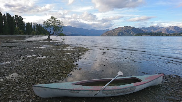 The Wanaka Tree