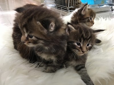 veterinary-care
