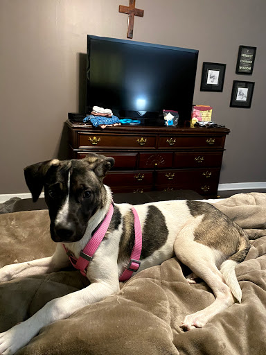 Mississippi Animal Rescue - Thumbnail