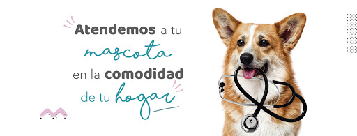 Vet2Go Veterinario a domicilio en Madrid