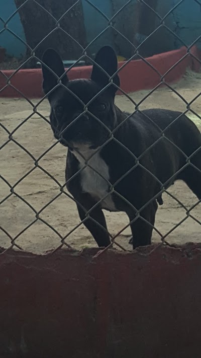 Photos of Animal Town