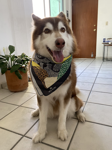 Animal's Médicos Veterinarios