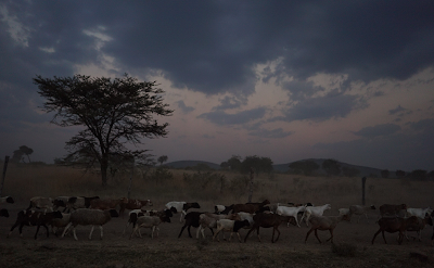 Photos of Oldarpoi Safari Camp