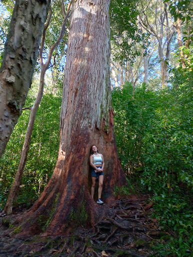 Waikamoi Nature Trailhead and Parking Area Gallery - United States