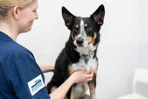 Norrtälje Veterinärklinik Evidensia - Thumbnail