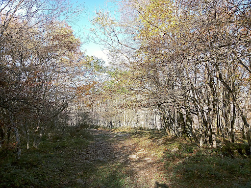 Hayedo de Angulo - Visual