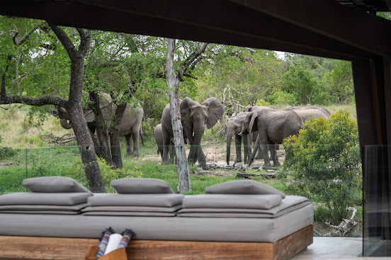 Cheetah Plains Private Game Reserve by null