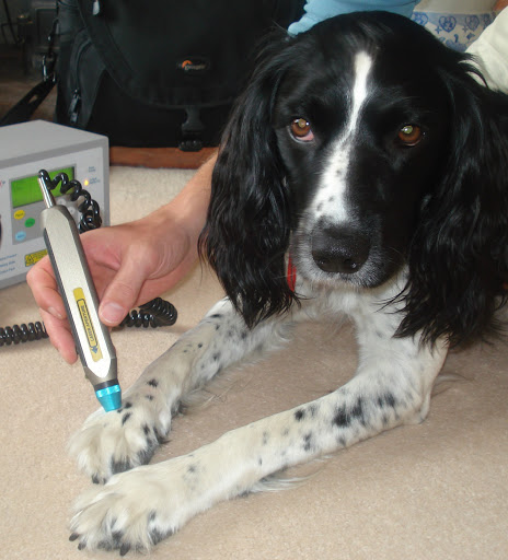 Vet Physio: K9 rehabilitation Sarah Long