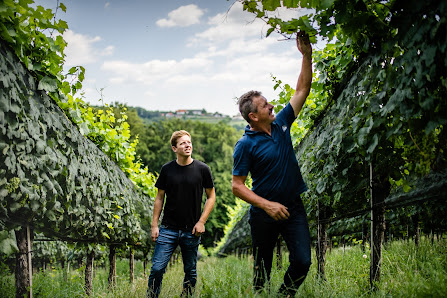 Pfeifer Weingut Plesch 43/a, 8354 Plesch, Österreich