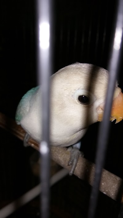 Photos of ZAYN BIRD FARM