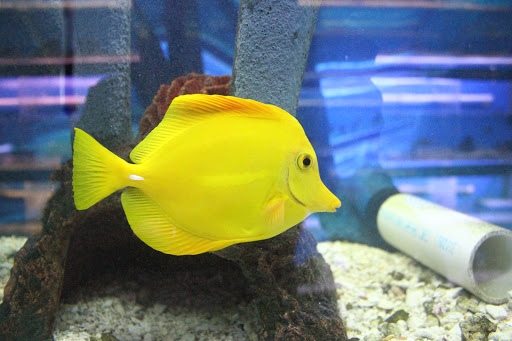 The Fish Doctors - Visual