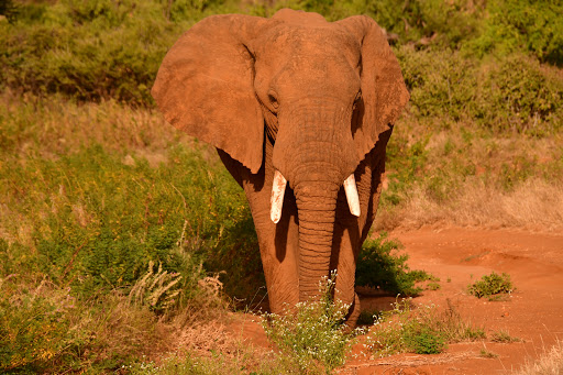 Mwendo Adventures LLC Gallery - United States