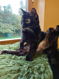 Photo n°16 de Chat'lu à Grosville (Garde d'animaux de compagnie)