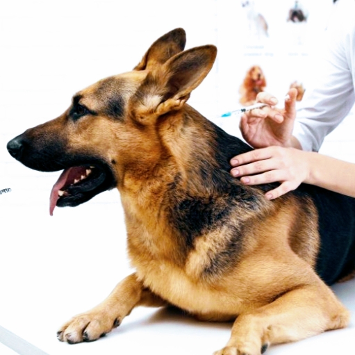Veterinaria Happy pets Nuevo Lourdes.