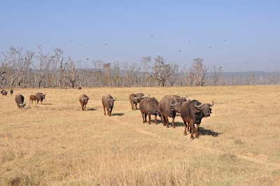 Photos of Lake Nakuru National park
