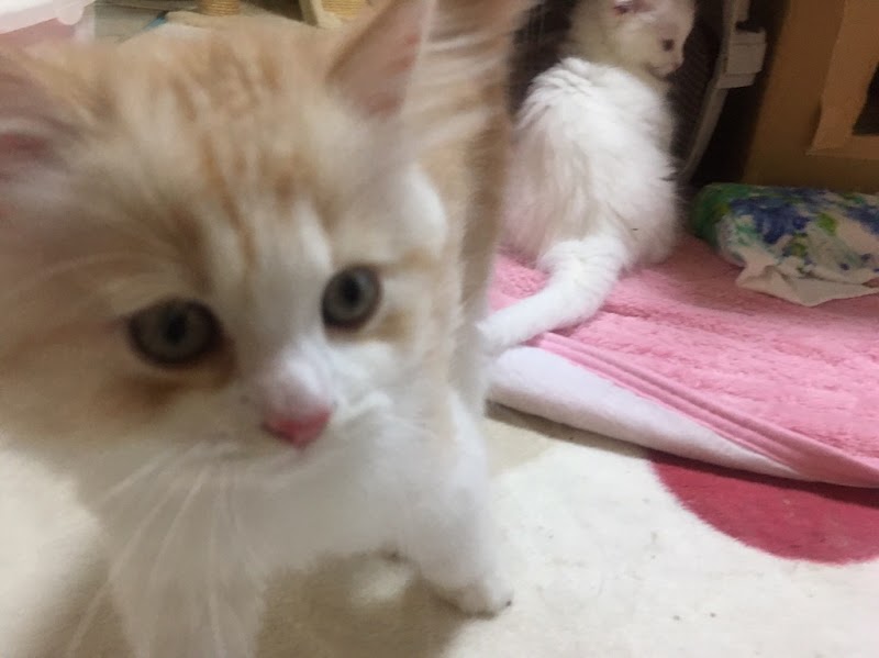 おでスコティッシュフォールドの子猫ブリーダーっす！