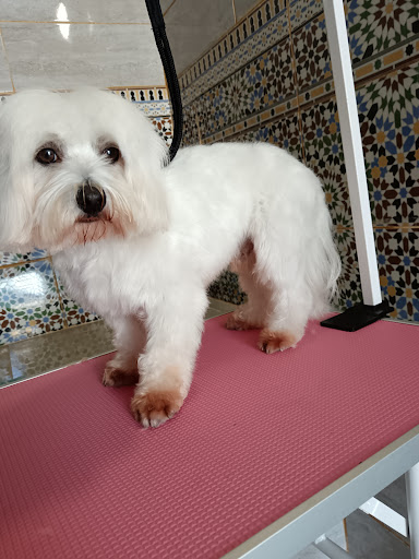 DANDY DOG
